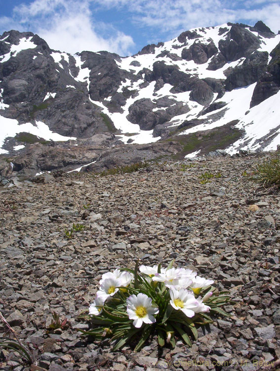 A view of Calandrinia Affinis with Cerro Peine in the background, Vilches, Lircay, Chile