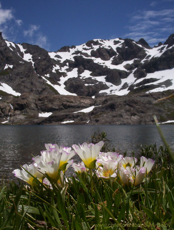 A view of Calandrinia Affinis Flowers with Laguna Alto and Peine in the background, Vilches, Lircay, Chile.