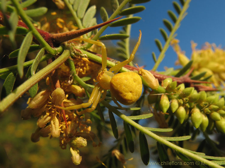 Spider:Perfectly blended with its surrounding...