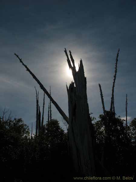 Image of a Chilean landscape