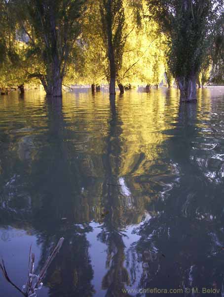 チリの景色の任意写真
