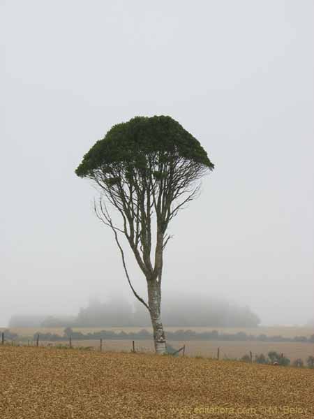 Bild von chilenischen Landschaften